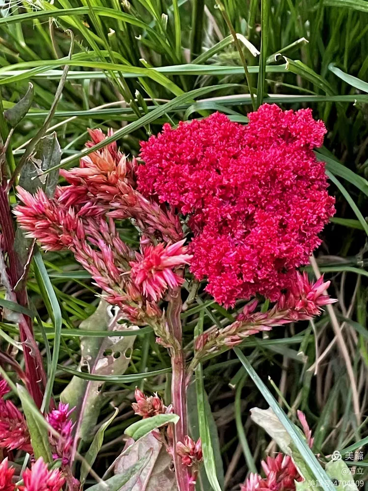 千岁长出千穗谷 红花明艳不知处